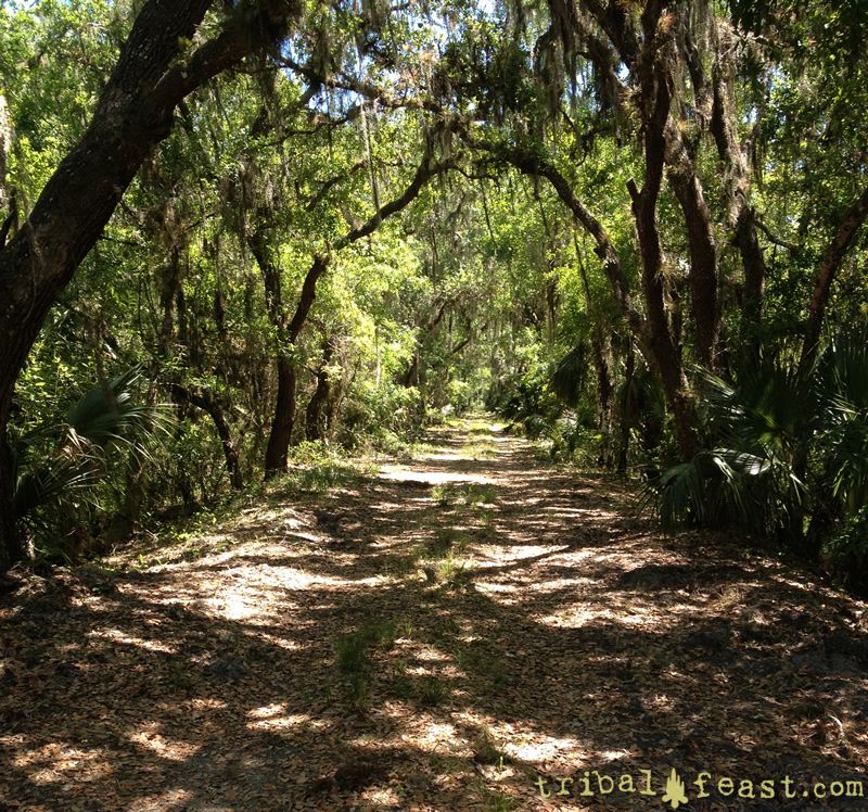 One of the many lush and beautiful canopy hiking roads in Myakka River State Park.